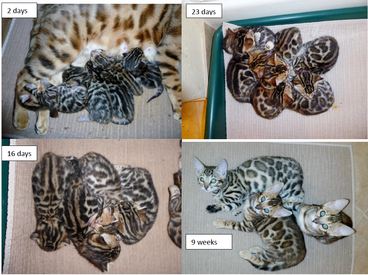 kitten pattern progression