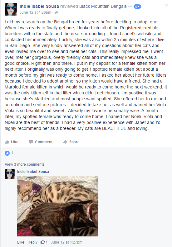 San Diego Bengal cat breeder