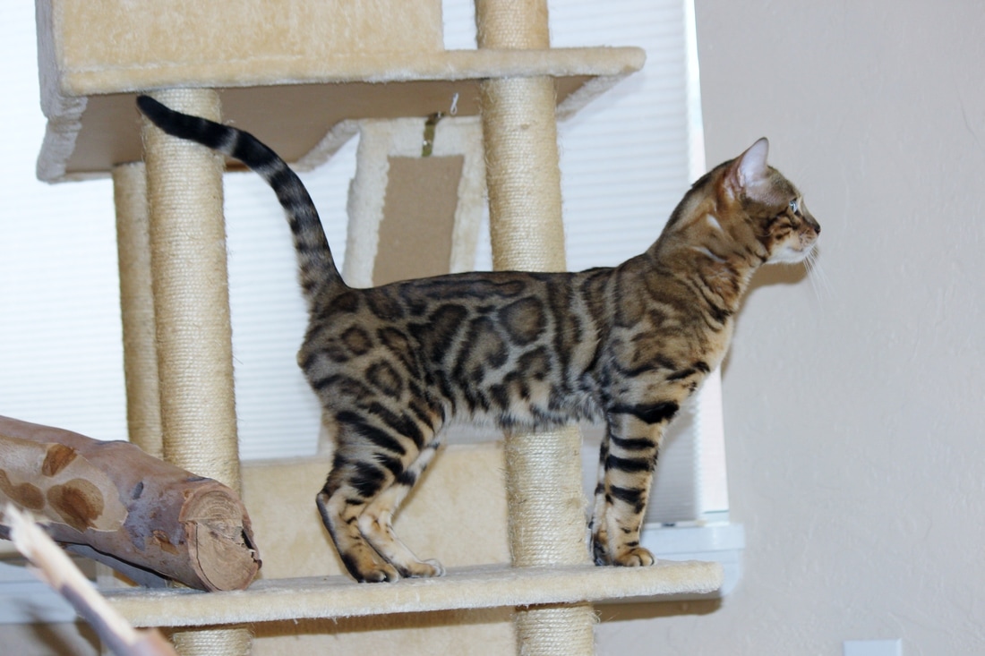 Bengal cats and kittens for sale