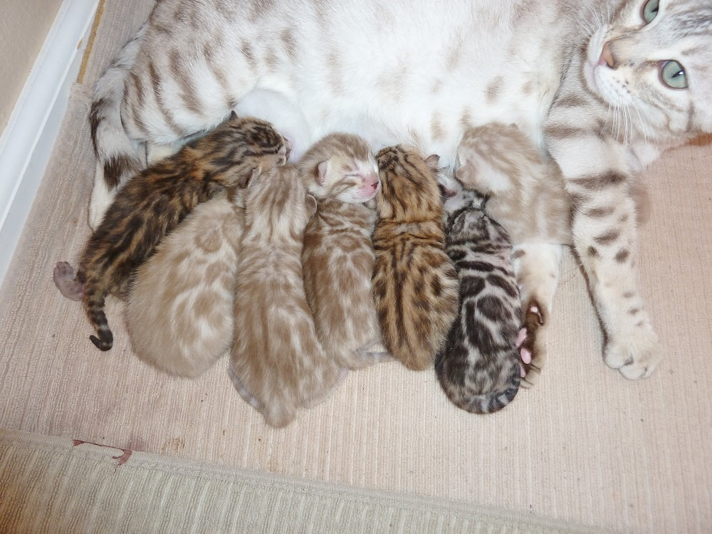 san diego bengal cats and kittens